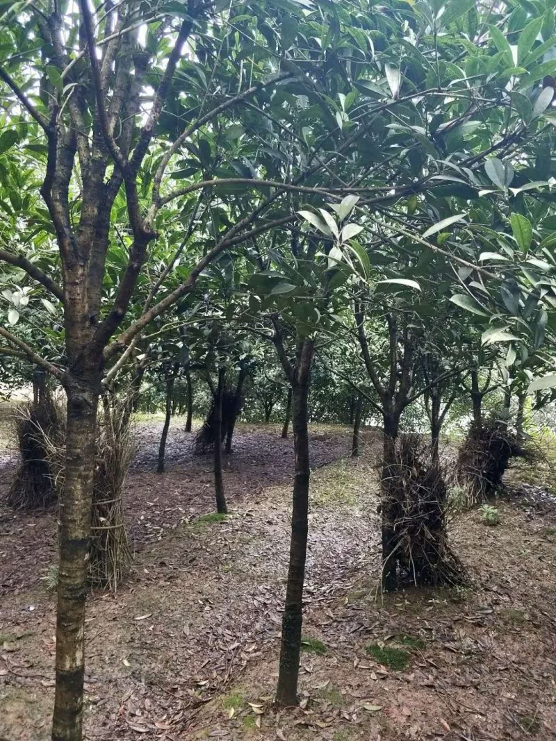 桂花树，八月金桂，花期长，香味浓。