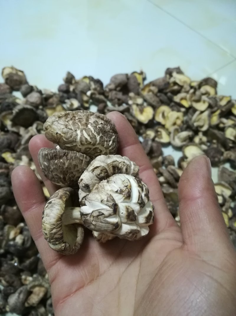 香菇