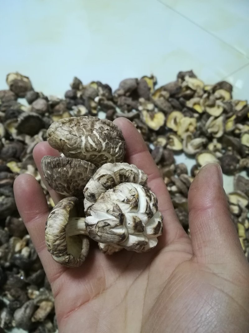 香菇