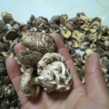 香菇