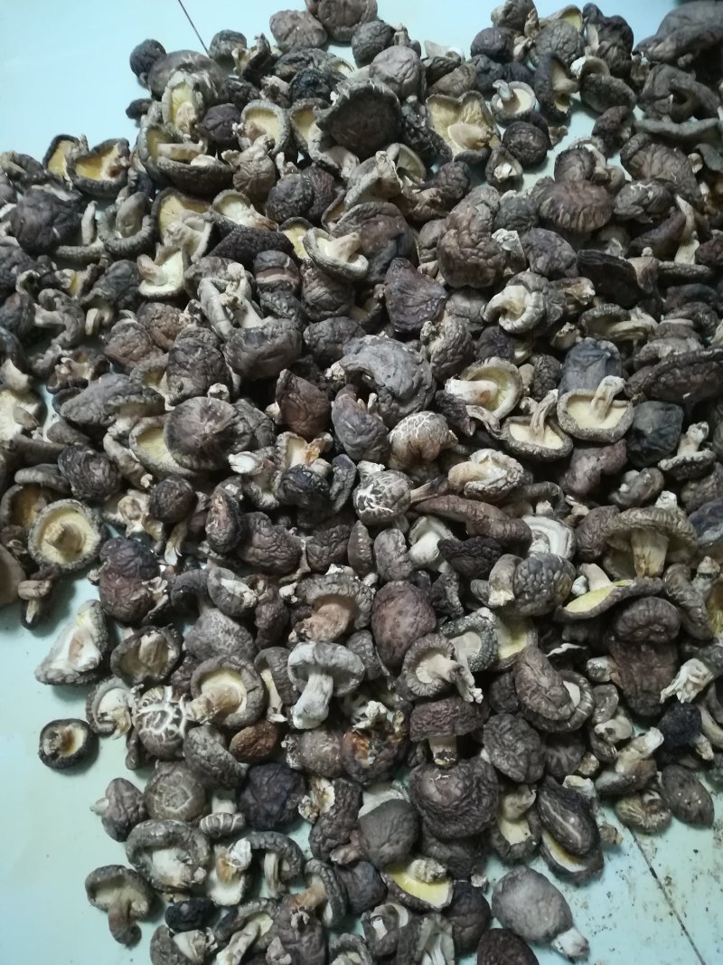 香菇