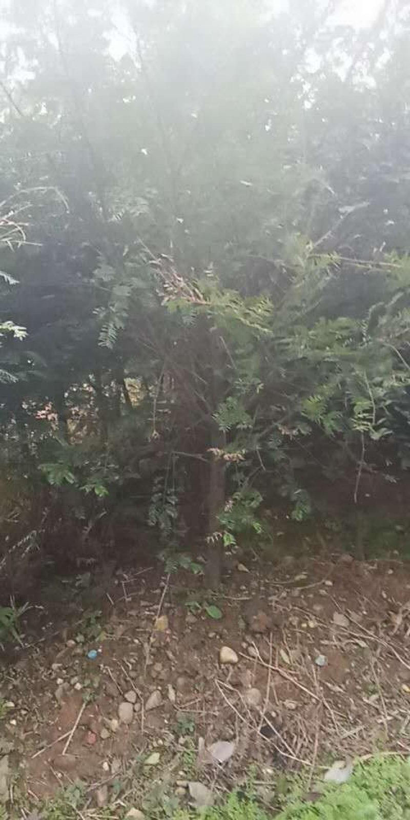 红豆杉苗圃直供量大从优成活率欢迎致电咨询下单
