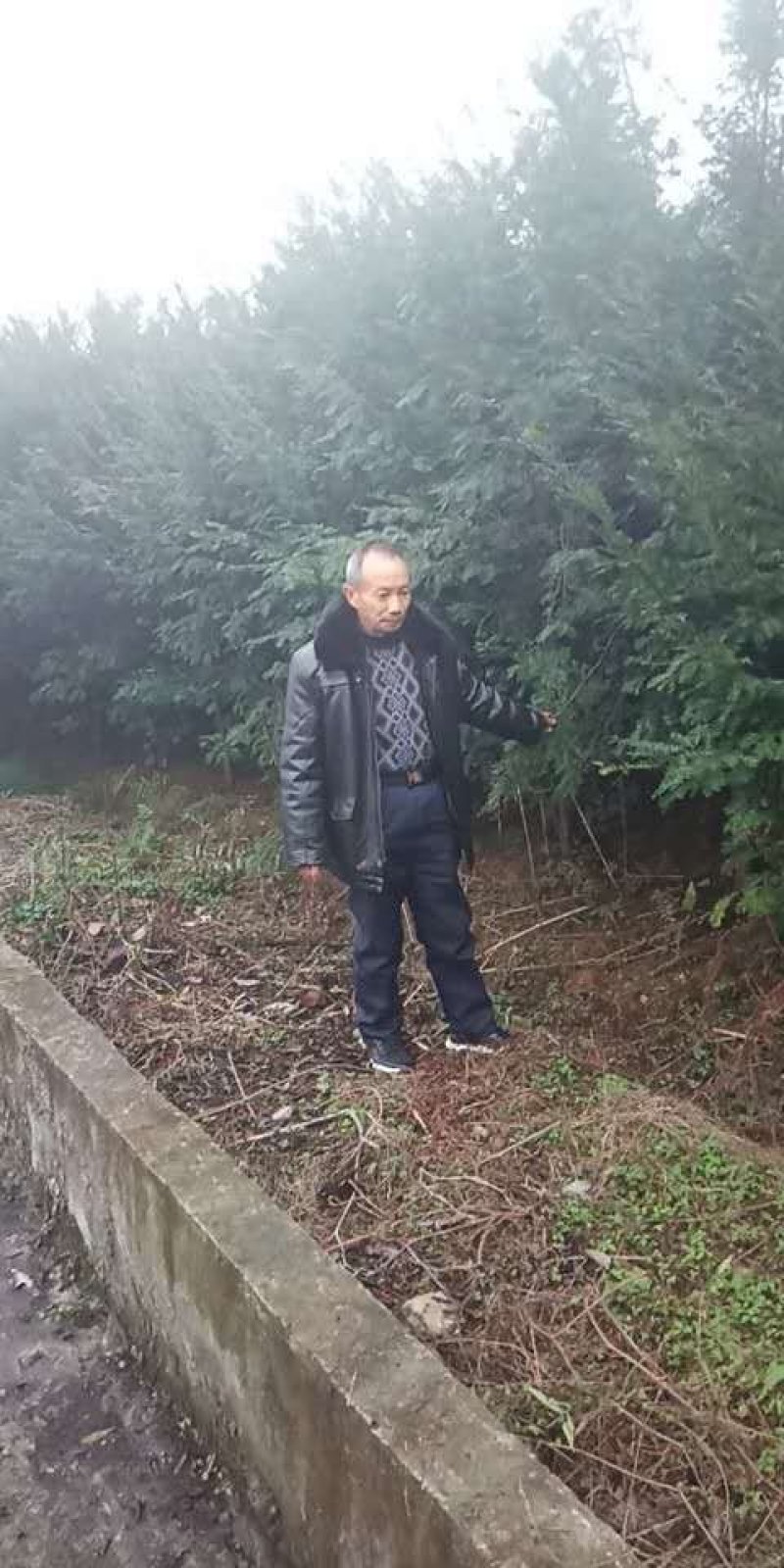 红豆杉苗圃直供量大从优成活率欢迎致电咨询下单