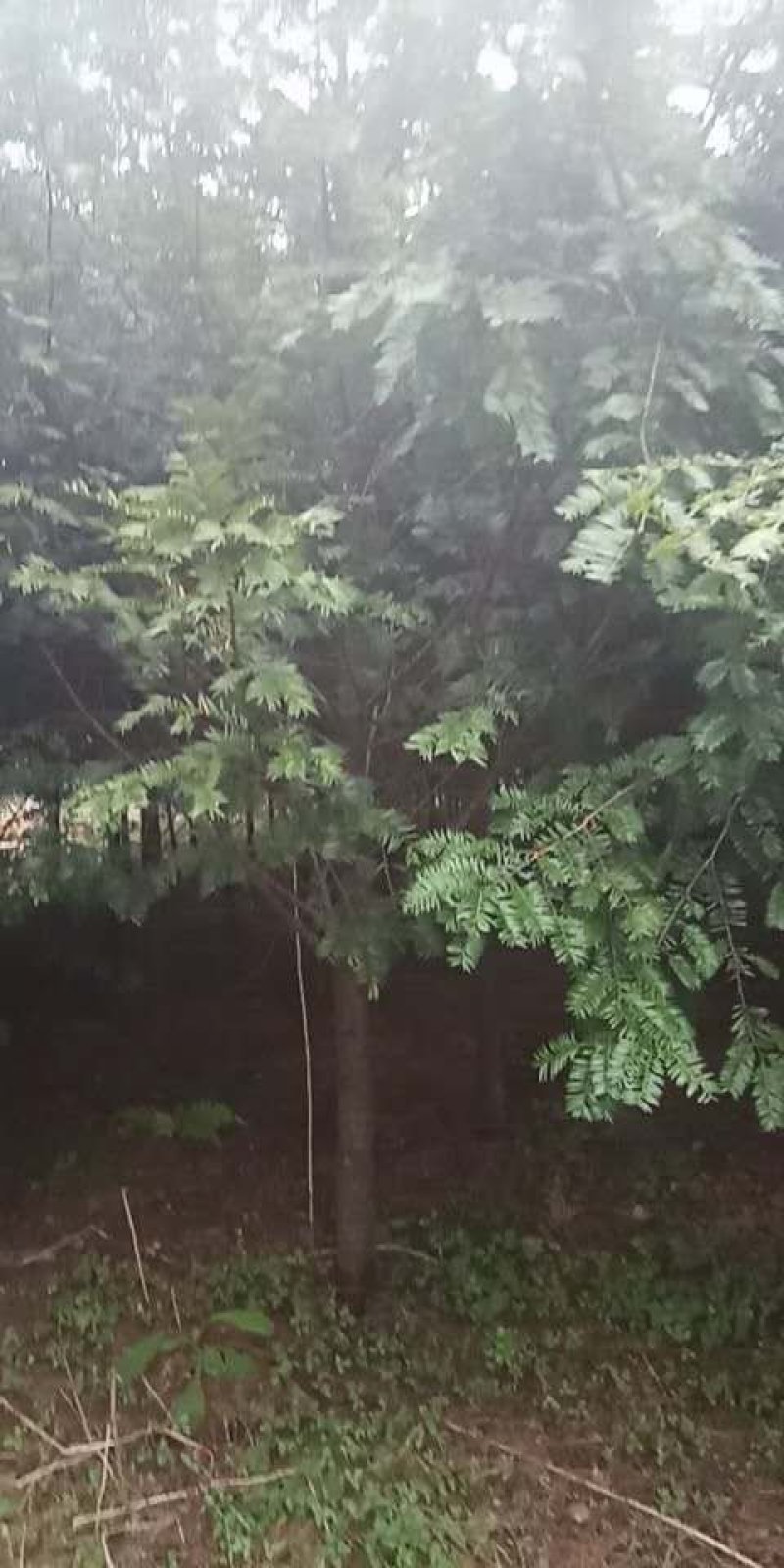 红豆杉苗圃直供量大从优成活率欢迎致电咨询下单