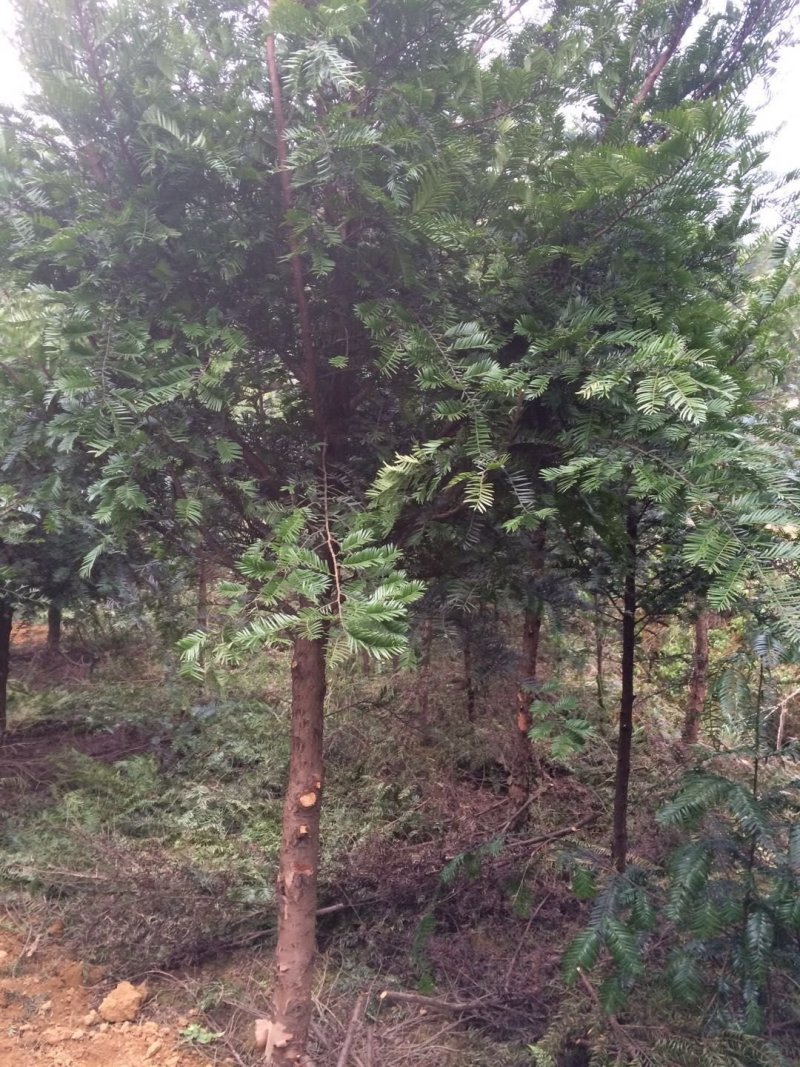 红豆杉苗圃直供量大从优成活率欢迎致电咨询下单