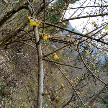 腊梅
