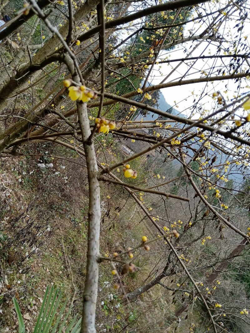 腊梅