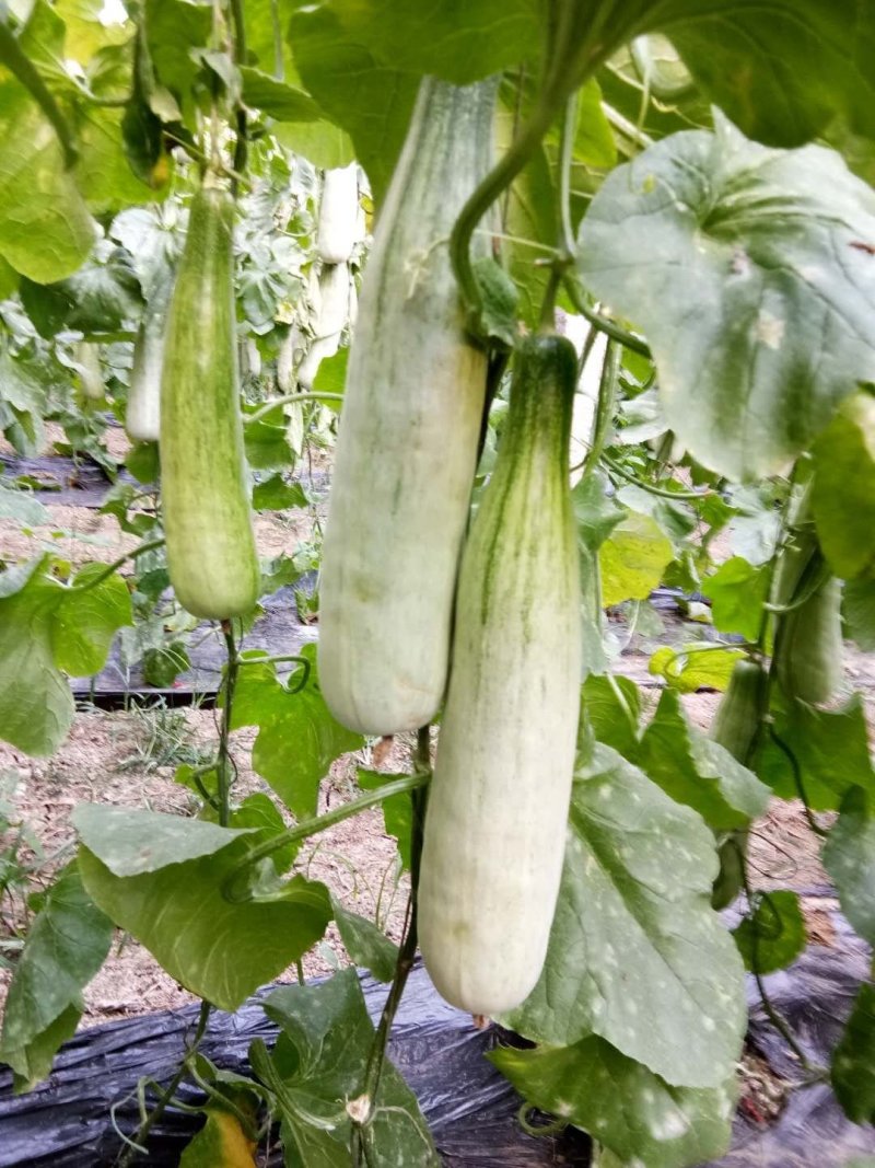 山东潍坊羊角蜜甜瓜[产地直供]货源充足适合电商微商批发