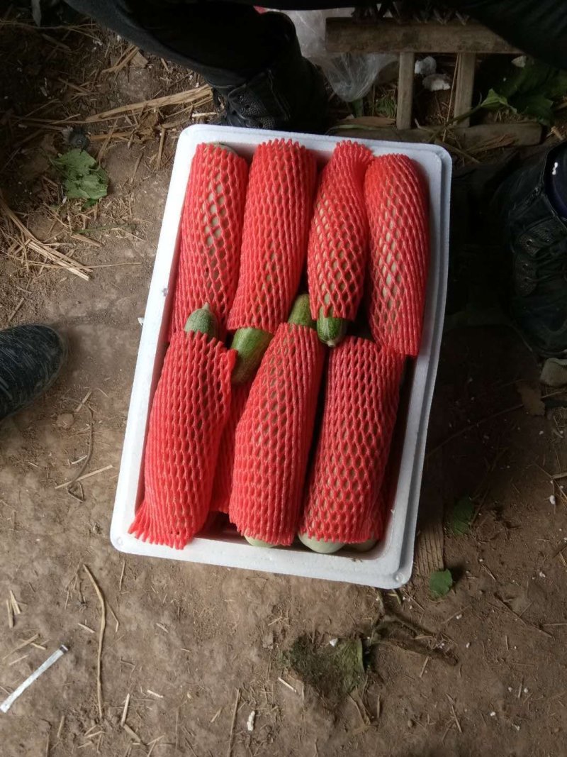 山东潍坊羊角蜜甜瓜[产地直供]货源充足适合电商微商批发