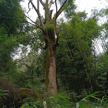 皂角树