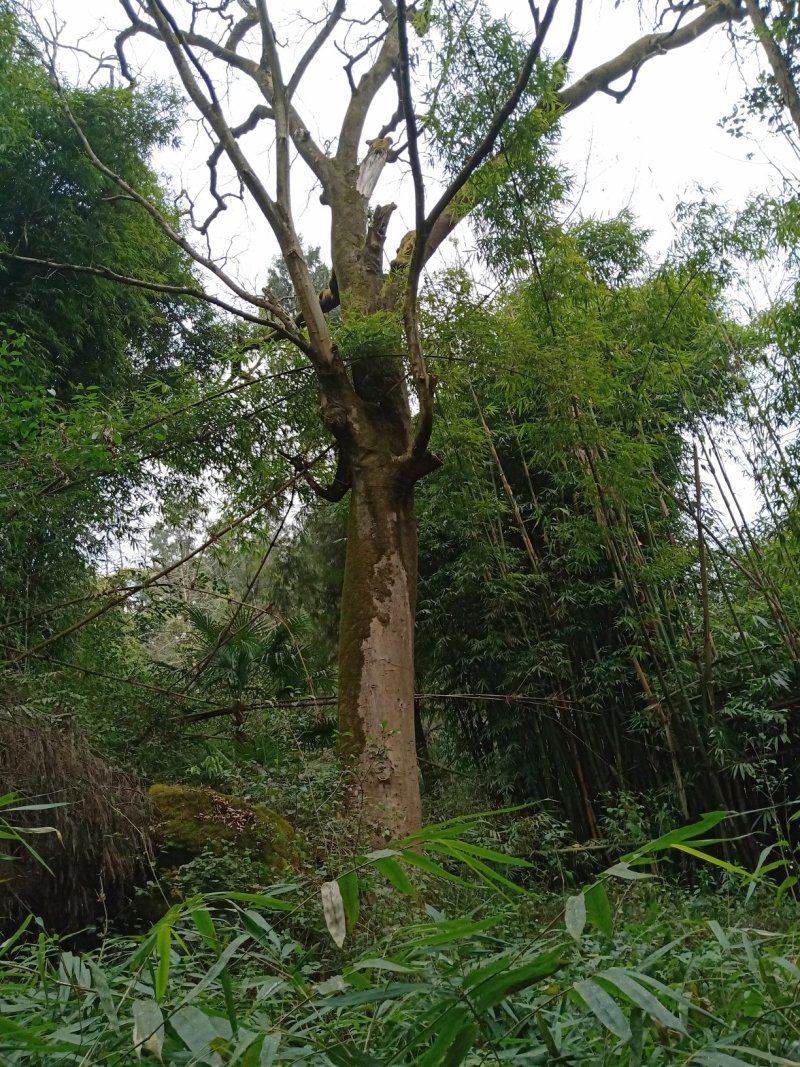 皂角树