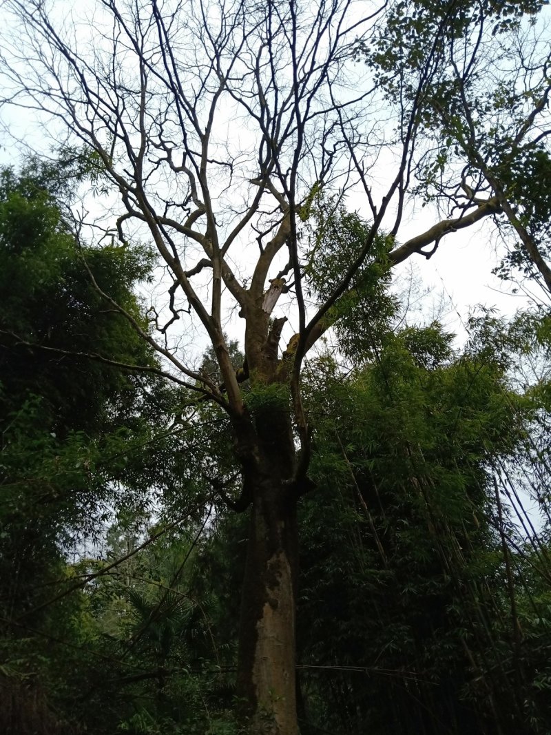 皂角树