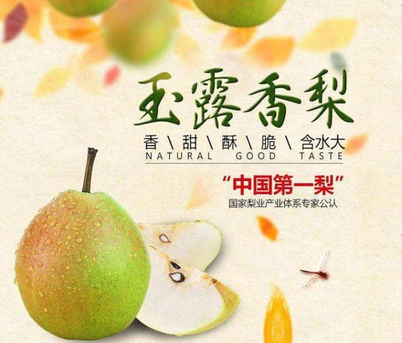 新鲜水果玉露香梨赵县特产果肉洁白细腻脆甜可口多汁果园直发