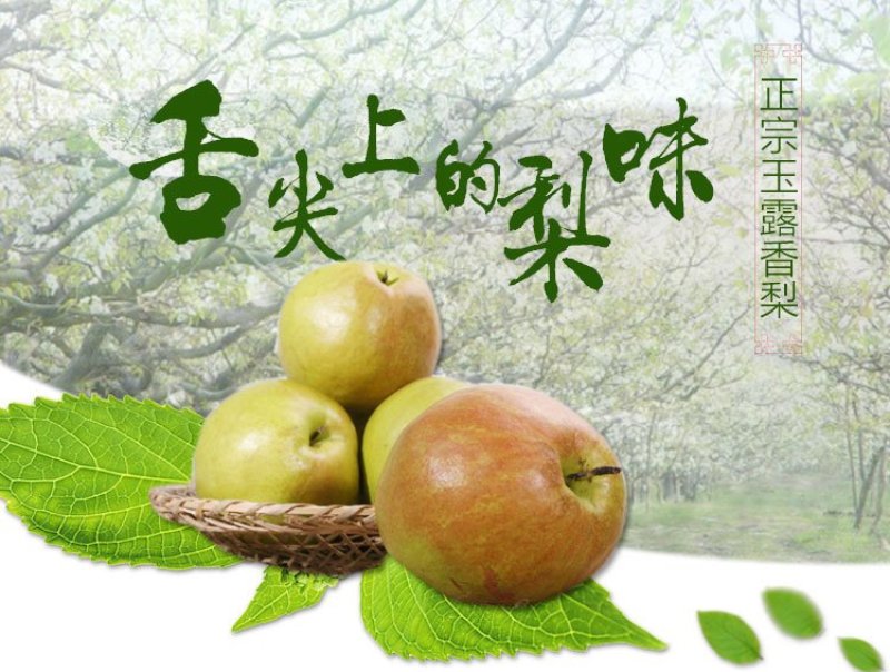 新鲜水果玉露香梨赵县特产果肉洁白细腻脆甜可口多汁果园直发