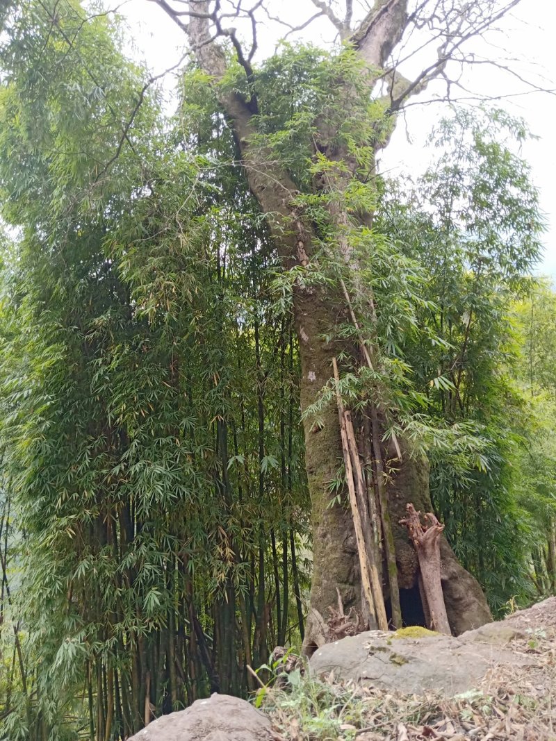 皂角树