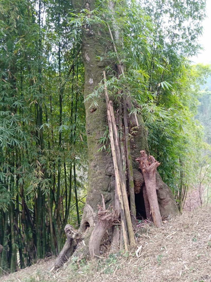 皂角树