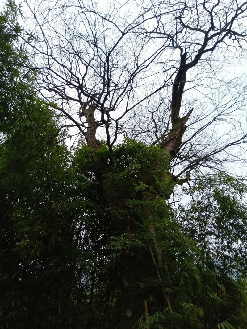 皂角树