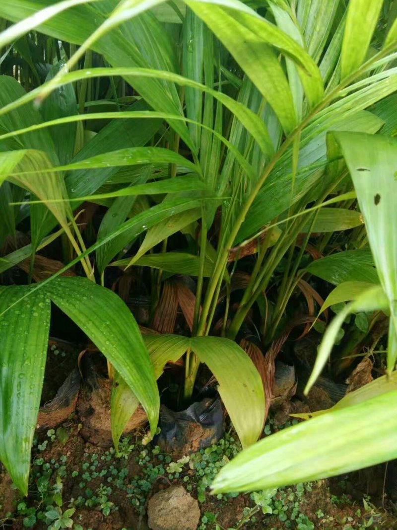 假槟榔苗带原土杯带叶子发货
