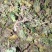 回心草茴心草、铁脚一把伞、岩谷伞、大叶藓货好量大