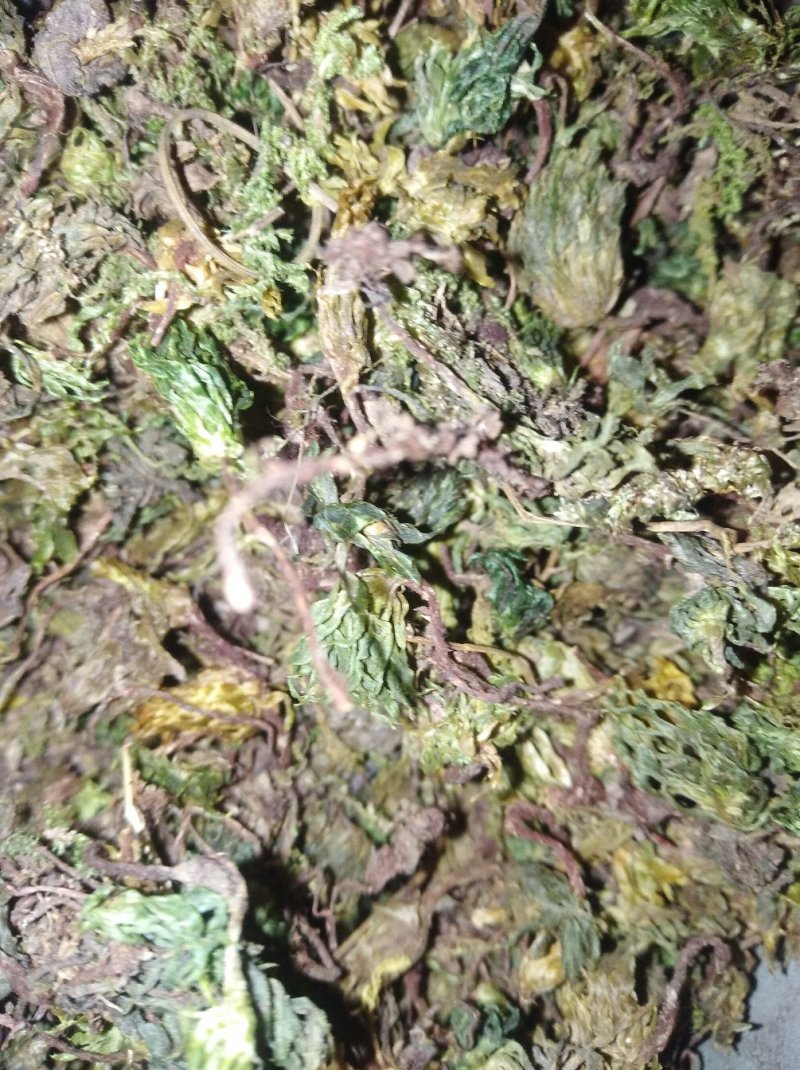 回心草茴心草、铁脚一把伞、岩谷伞、大叶藓货好量大