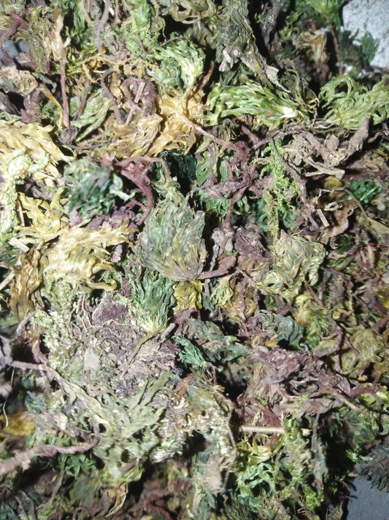 回心草茴心草、铁脚一把伞、岩谷伞、大叶藓货好量大