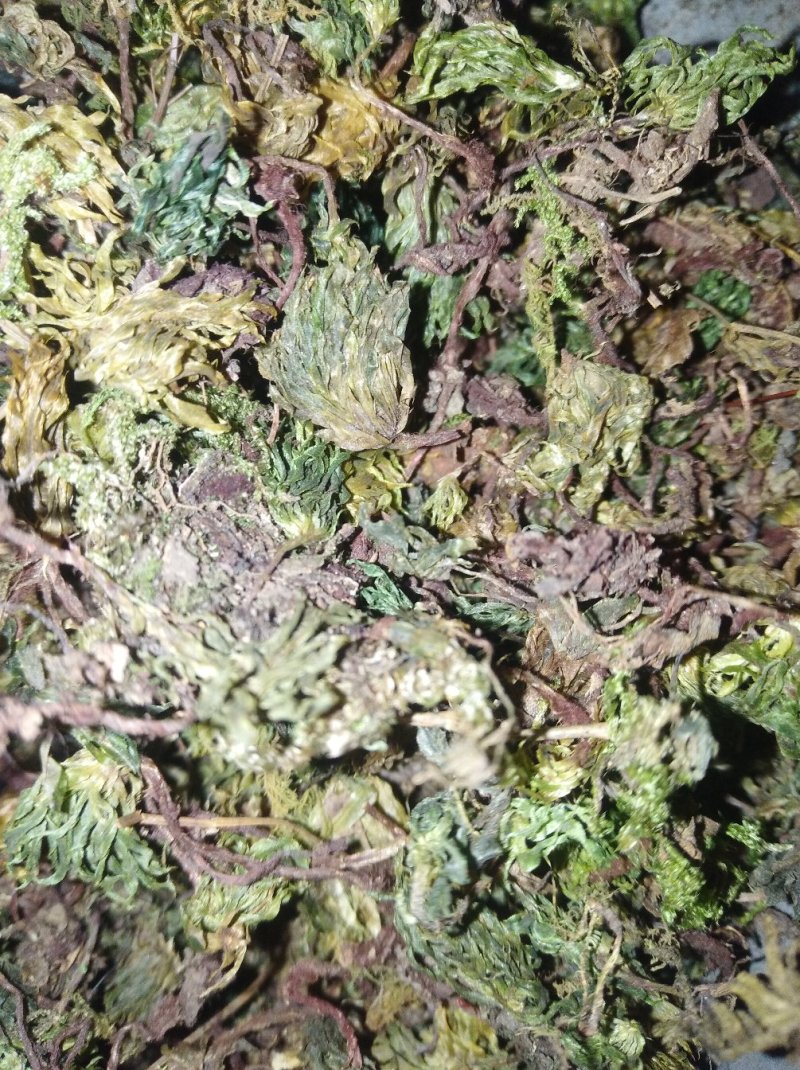 回心草茴心草、铁脚一把伞、岩谷伞、大叶藓货好量大