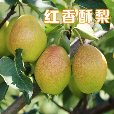 红香酥梨新鲜水果赵县特产