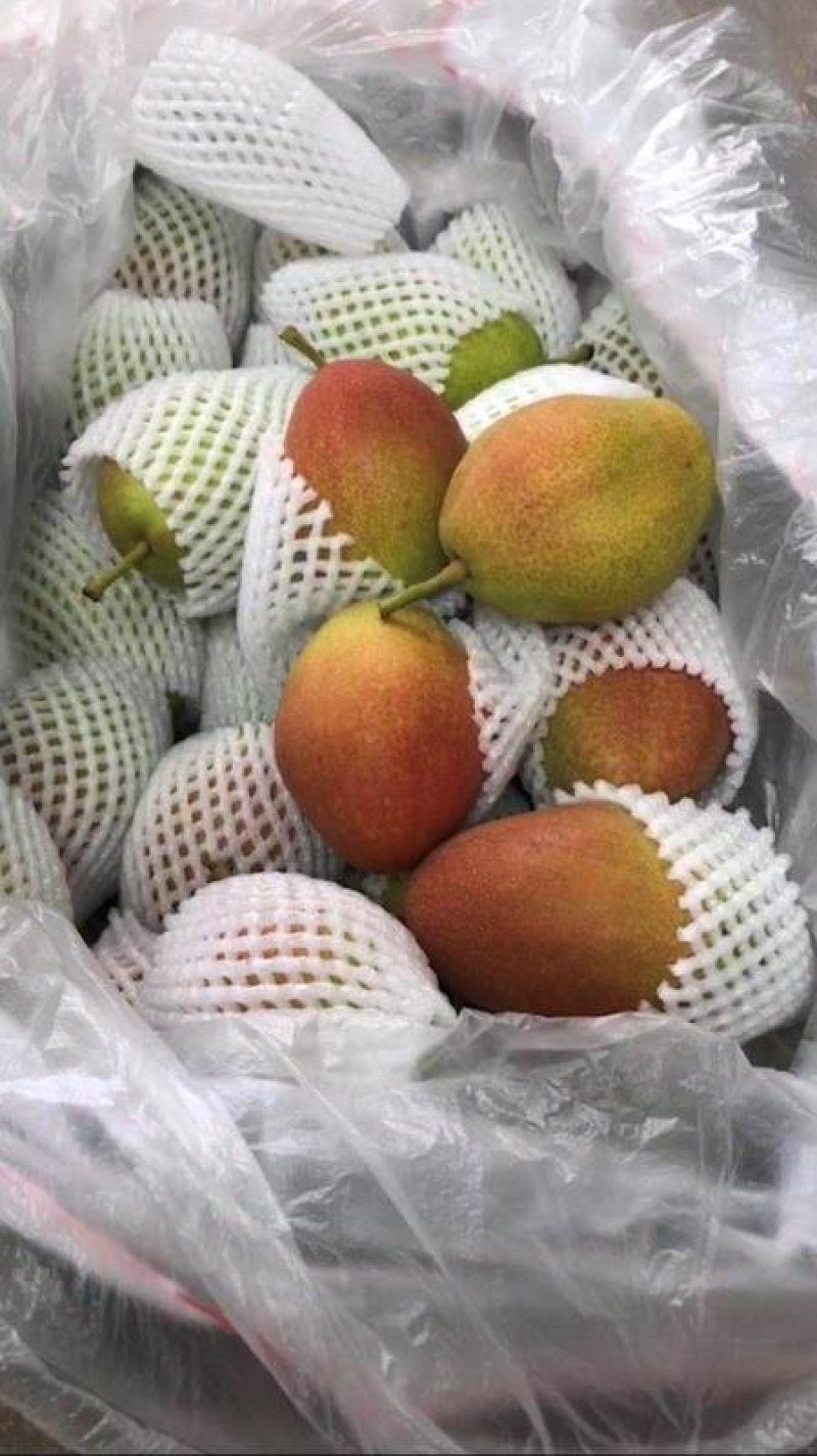 红香酥梨新鲜水果赵县特产