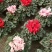 仙客来一品冠绿植鲜花