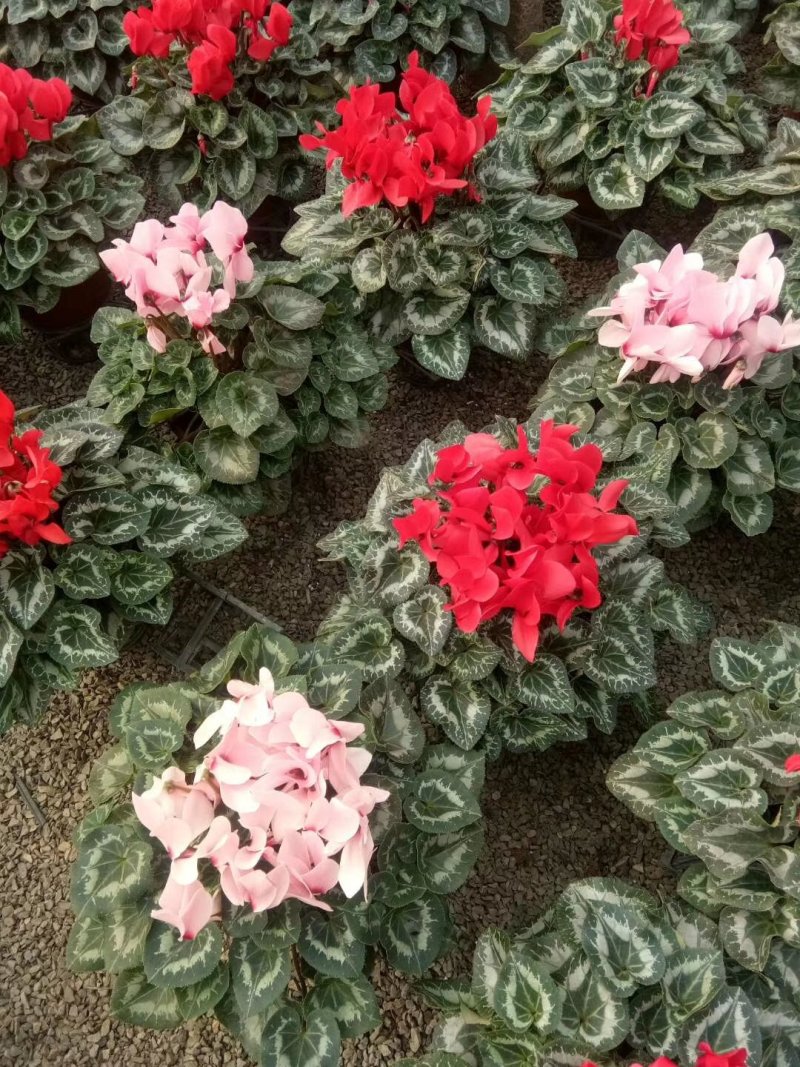 仙客来一品冠绿植鲜花