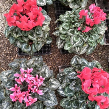 仙客来一品冠绿植鲜花