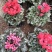 仙客来一品冠绿植鲜花