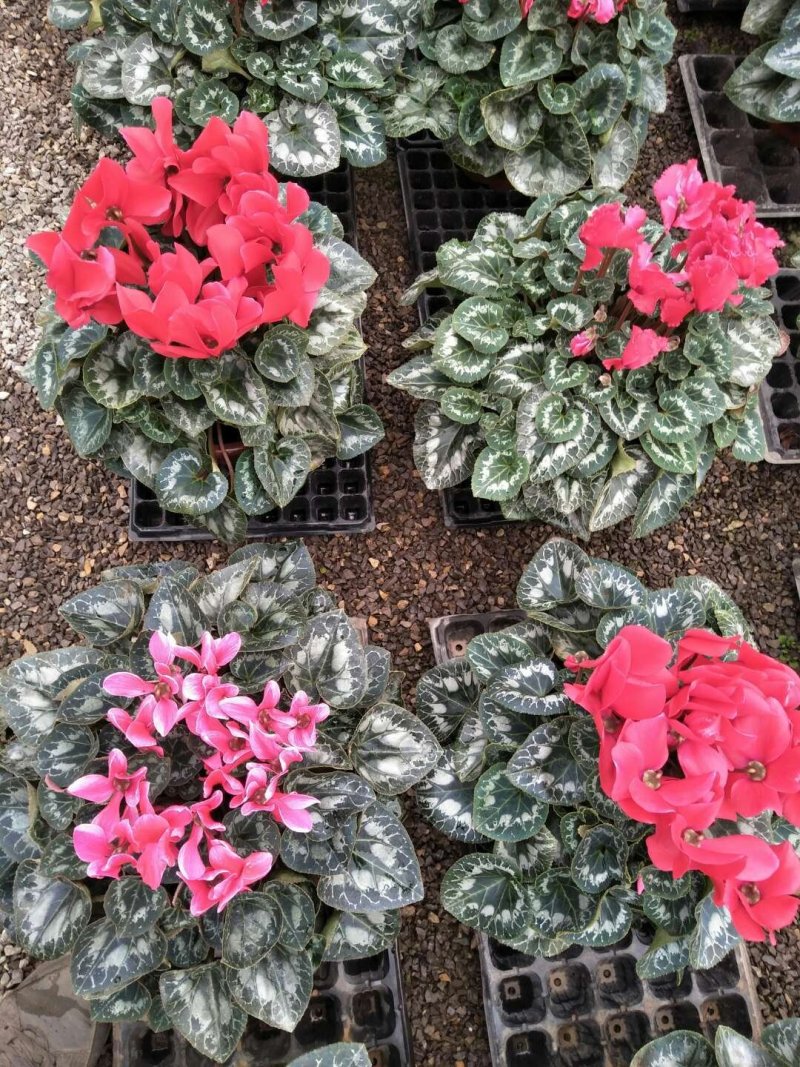 仙客来一品冠绿植鲜花