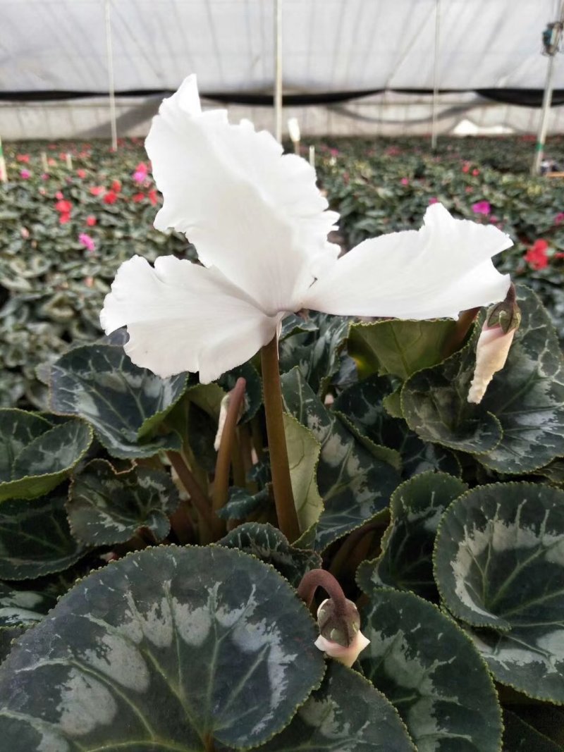 仙客来一品冠绿植鲜花