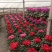 仙客来一品冠绿植鲜花