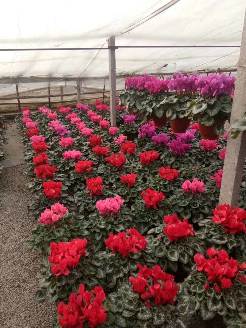 仙客来一品冠绿植鲜花