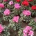 仙客来一品冠绿植鲜花