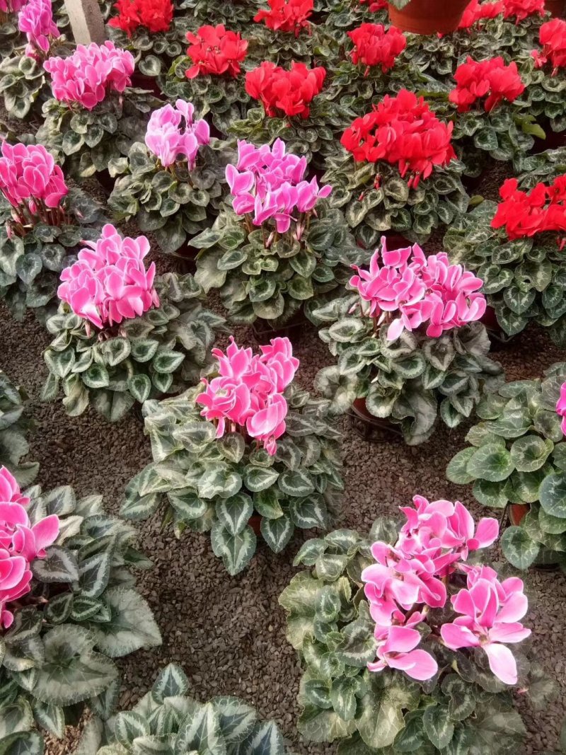 仙客来一品冠绿植鲜花