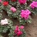 仙客来一品冠绿植鲜花