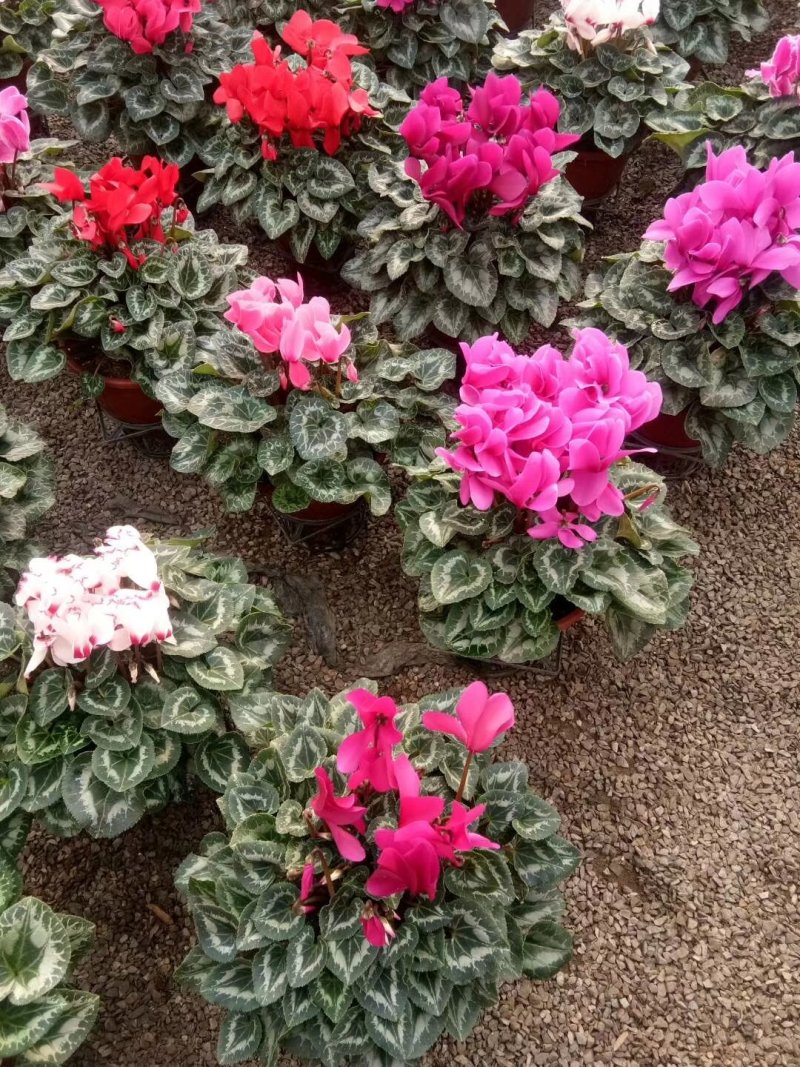 仙客来一品冠绿植鲜花