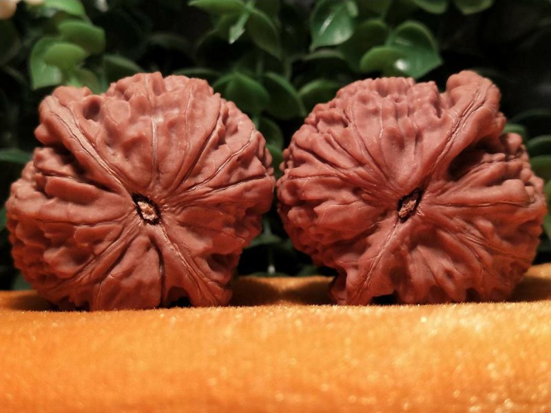 编号1050号精品水龙纹狮子头，边40-40肚40-4