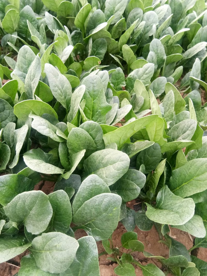 菠菜，越冬菠菜，超市，电商，社区团，产地直发
