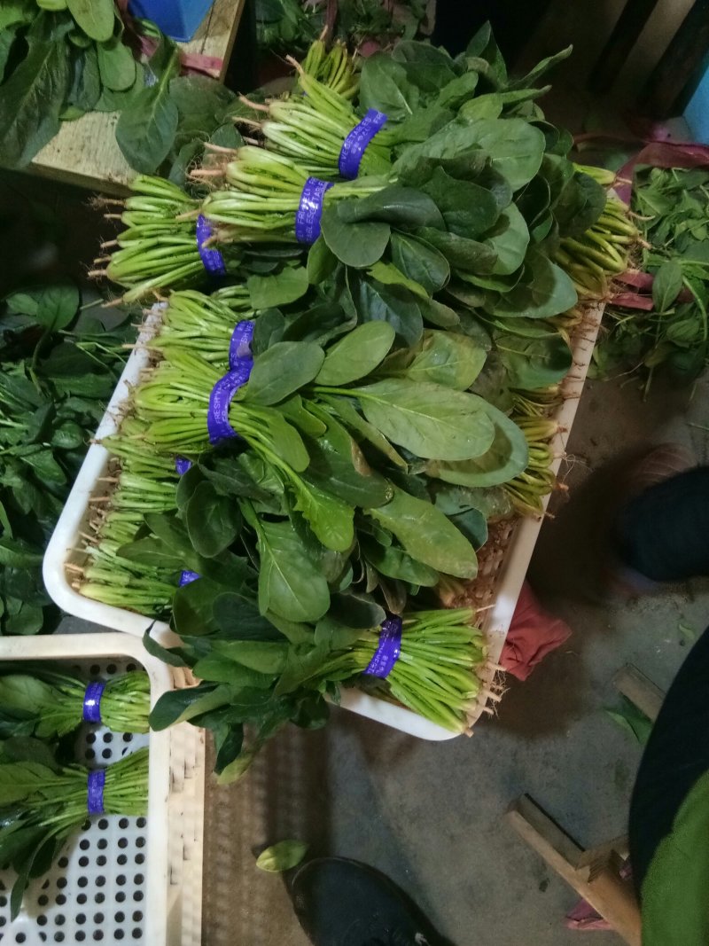菠菜，越冬菠菜，超市，电商，社区团，产地直发