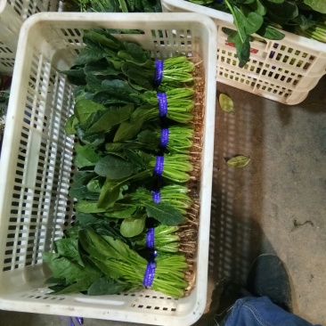 菠菜，越冬菠菜，超市，电商，社区团，产地直发