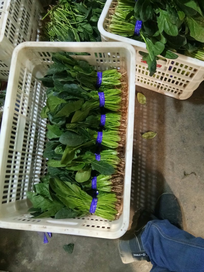 菠菜，越冬菠菜，超市，电商，社区团，产地直发