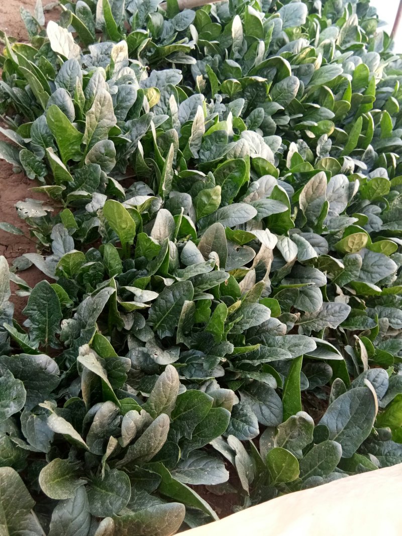 菠菜，越冬菠菜，超市，电商，社区团，产地直发