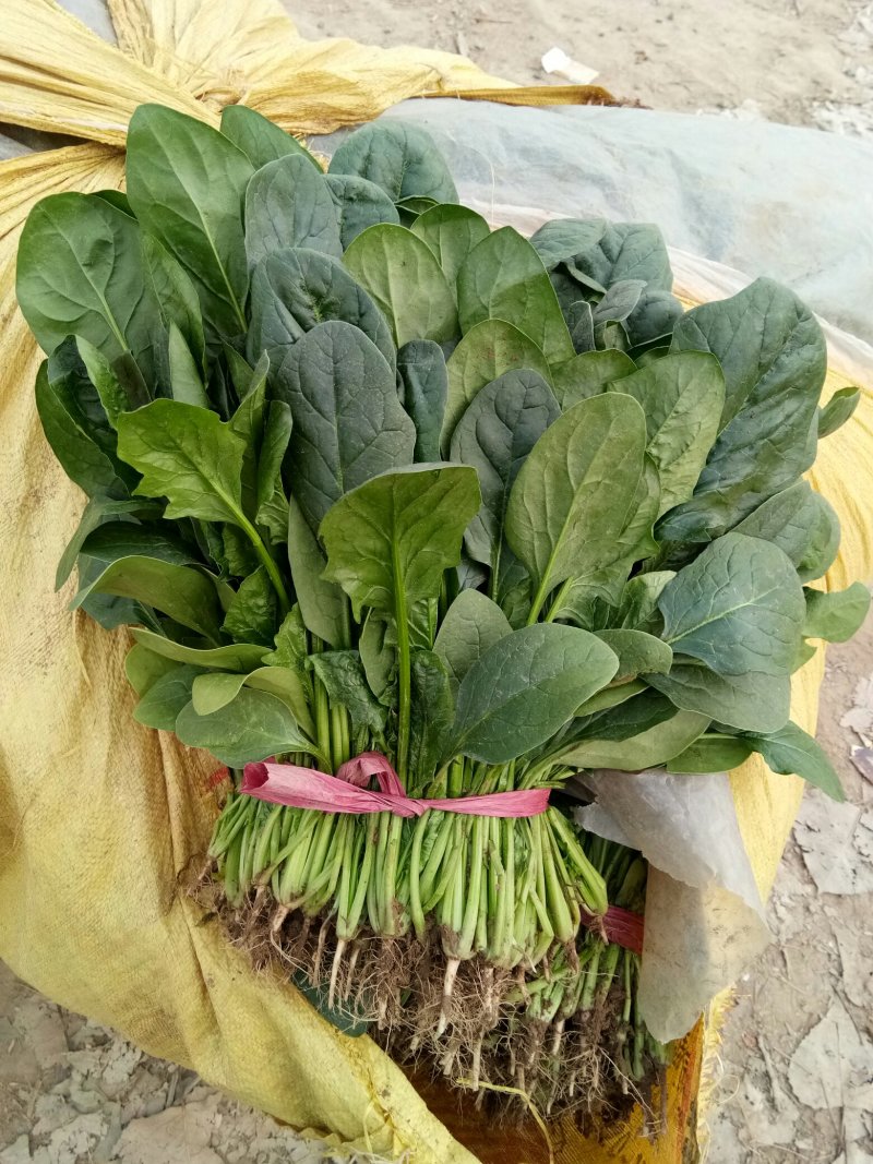 菠菜，越冬菠菜，超市，电商，社区团，产地直发