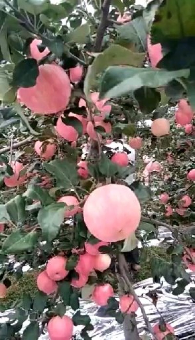 礼泉红富士苹果脆甜可口精品发货全国商超对接