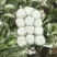 圆包八分芹菜六毛实花2毛5到3毛葱6毛5