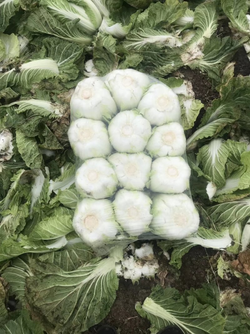 圆包八分芹菜六毛实花2毛5到3毛葱6毛5